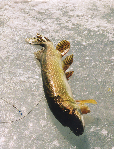 Wisconsin Ice Fishing for Northerns