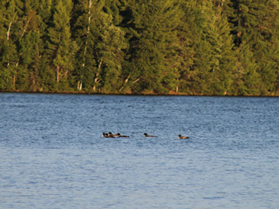 Wisconsin loons