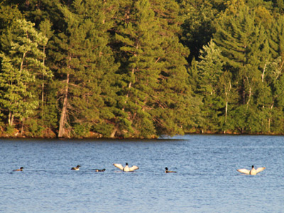 Wisconsin loons