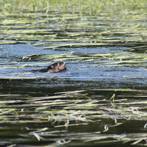 Otter on Manitowish Chain