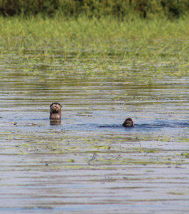 Otters on Manitowish Chain