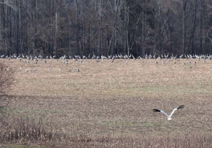 whooping crane released