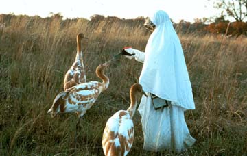 Young Whooping Cranes.