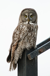 Great Grey Owl