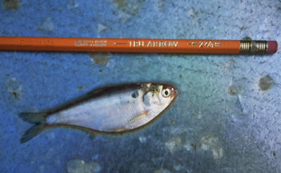 adult gizzard shad