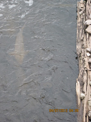 female sturgeon