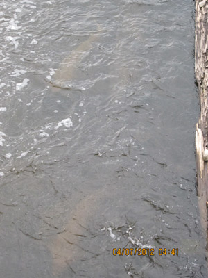 group of sturgeon wolf river