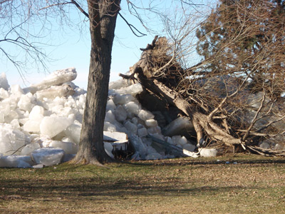 uprooted  tree Winnebago