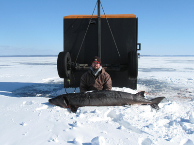 Wisconsin Sturgeon spawning watch