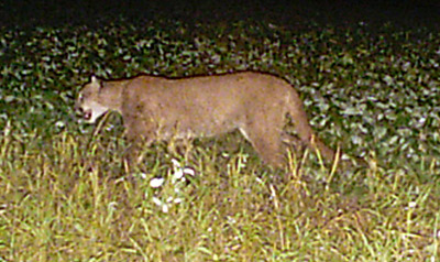 Cougar photographed in Buffalo County