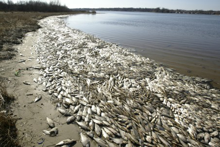 Dead fish on Winnebago Lakes and Little Lake Butte Des Morts