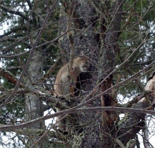 Mountain Lion Sawyer County