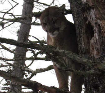 Mountain Lion