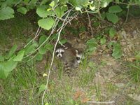 Racoon babies 