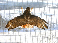 red-tailed hawk