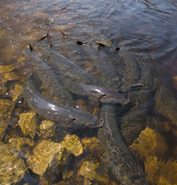 Sturgeon spawning