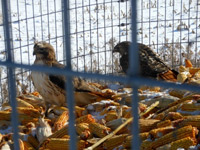 Two red-tailed hawks 