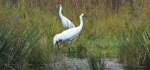 Whooping Crane Spring Migration
