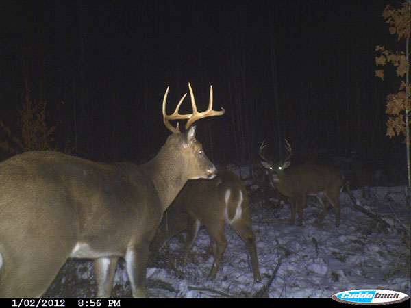 trail cam photo of deer