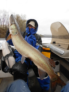 50+ inch musky