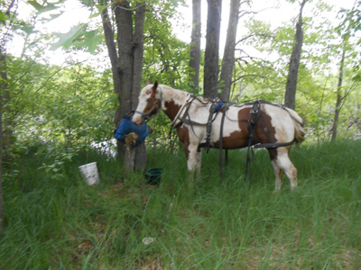 horse drawn buggy