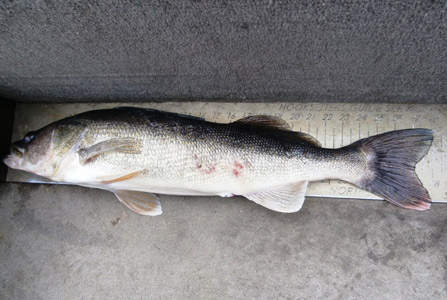 Over the Slot walleye