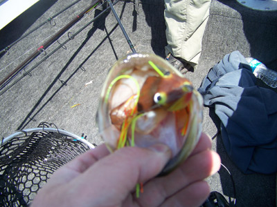 Frog lures for catching Bigmouth bass in Price County