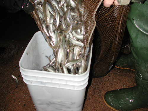 Ashland Smelt Bucket