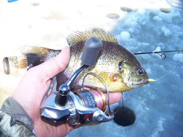 Fishing report photo by John Carlson, Phillips, WI