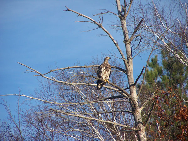 bird in tree