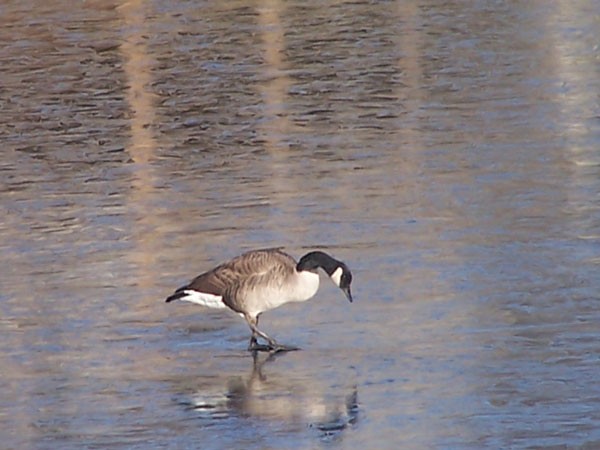 goose on water