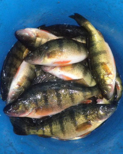 Perch by Phil Schweik Wisconsin fishing guide