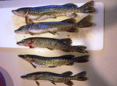 Jumbo Perch, Great Northern Pike bite starting to pick up by Phil Schweik,  Hooksetters Guide Service