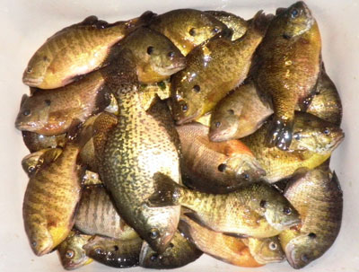 Schweik panfish