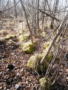 View of mossy swamp.