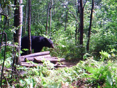 Wisconsin bear baiting statation