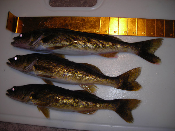 Walleye fishing on the Chippewa Flowage