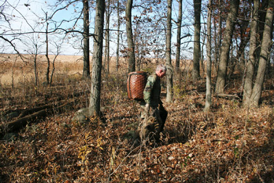 trapping racoons