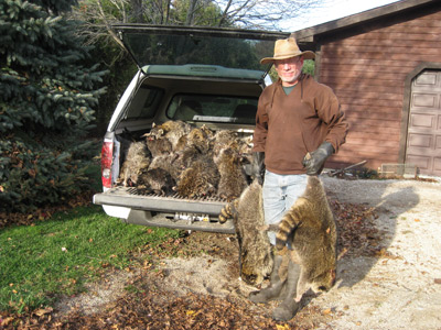Racoon Trapping