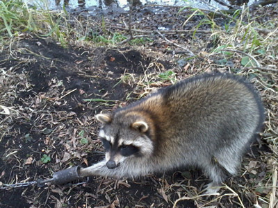 Raccoon caught in a Duke DP enclosed trigger trap.
