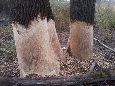 Beaver Damage