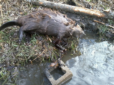 Trapped Beaver