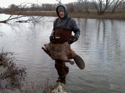 60 pound beaver trapped