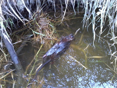 Another muskrat floating in the current.