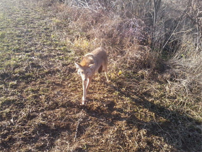 coyotes trapped in Wisconsin