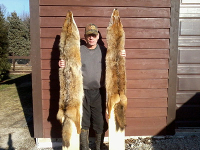 coyote pelts