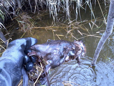 The first Muskrat of the season.