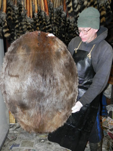 Beaver Fur