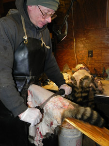 Raccoon Fleshing