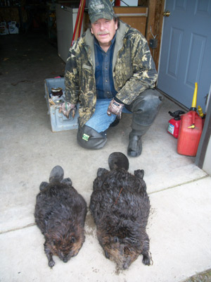 spring beaver trapping